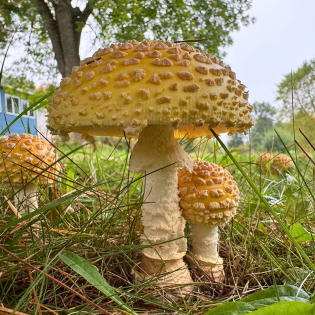 Amanita muscaria