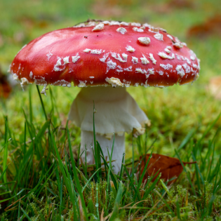 Amanita muscaria red