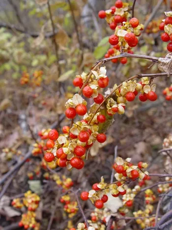 Asiatic Bittersweet