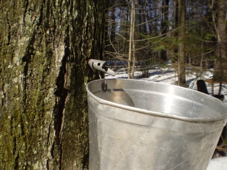 Maple Sunday a Maine Tradition