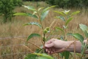 american chestnut seedlings available 2020b