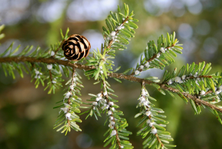 Hemlock_With_Woolly_Adelgid_Infestation.png