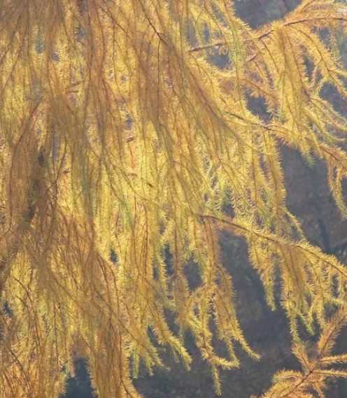 Japanese Larch