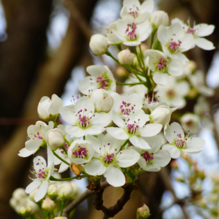 callery pear flowers